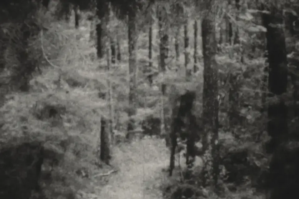 Frequency in Motion. Hiroko Komiya & Chris H. Lynn