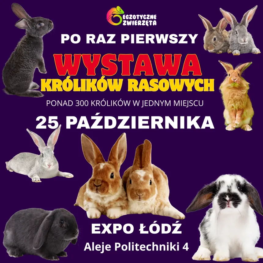 WYSTAWA KRÓLIKÓW RASOWYCH | Hala EXPO